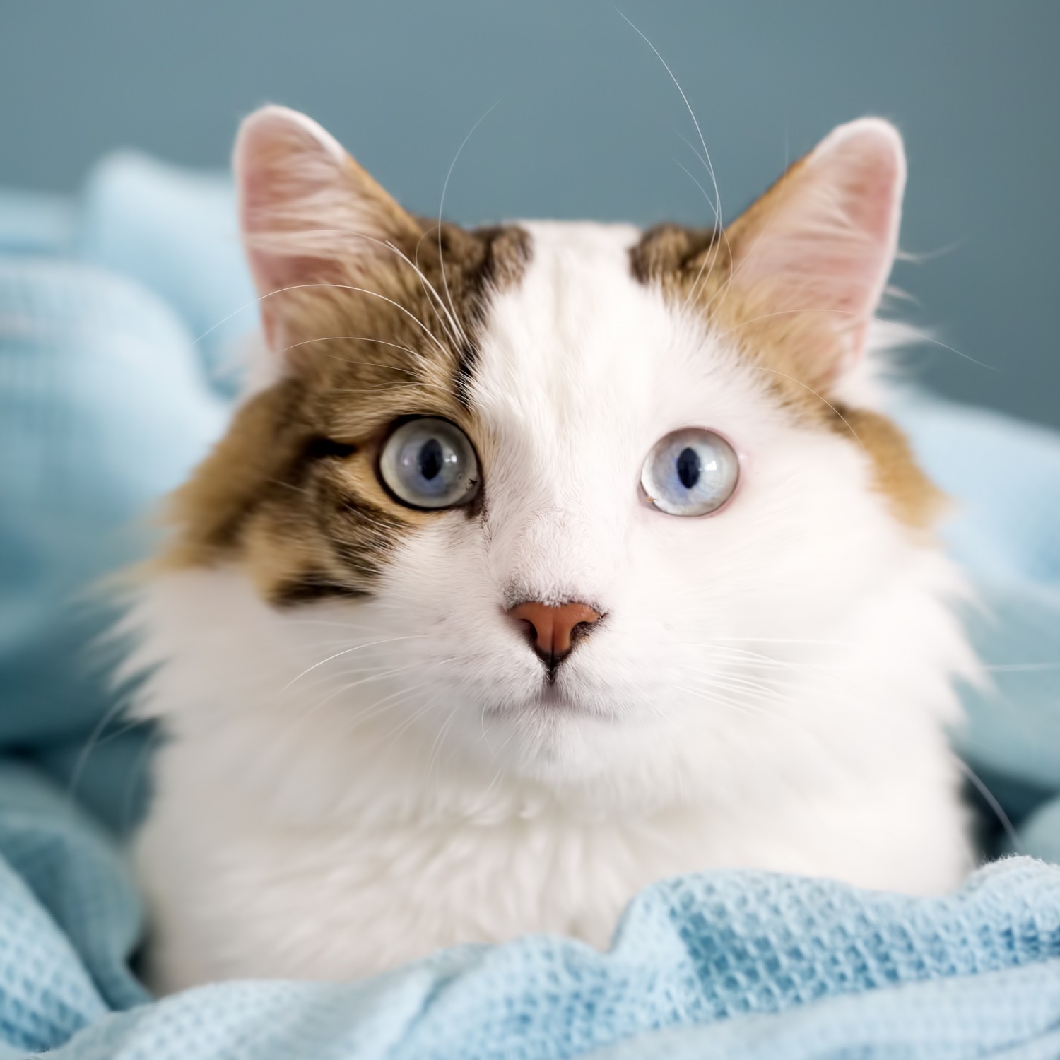 Wellness Care - Cat in a Blanket