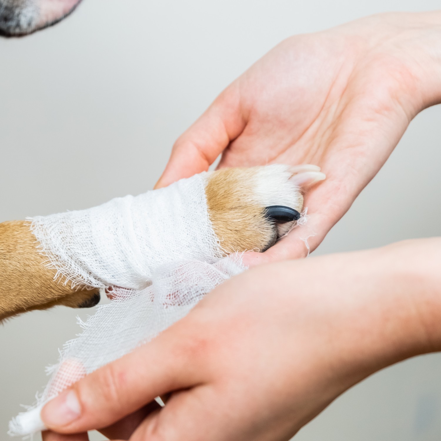 Emergency Services - Dog getting paw bandaged