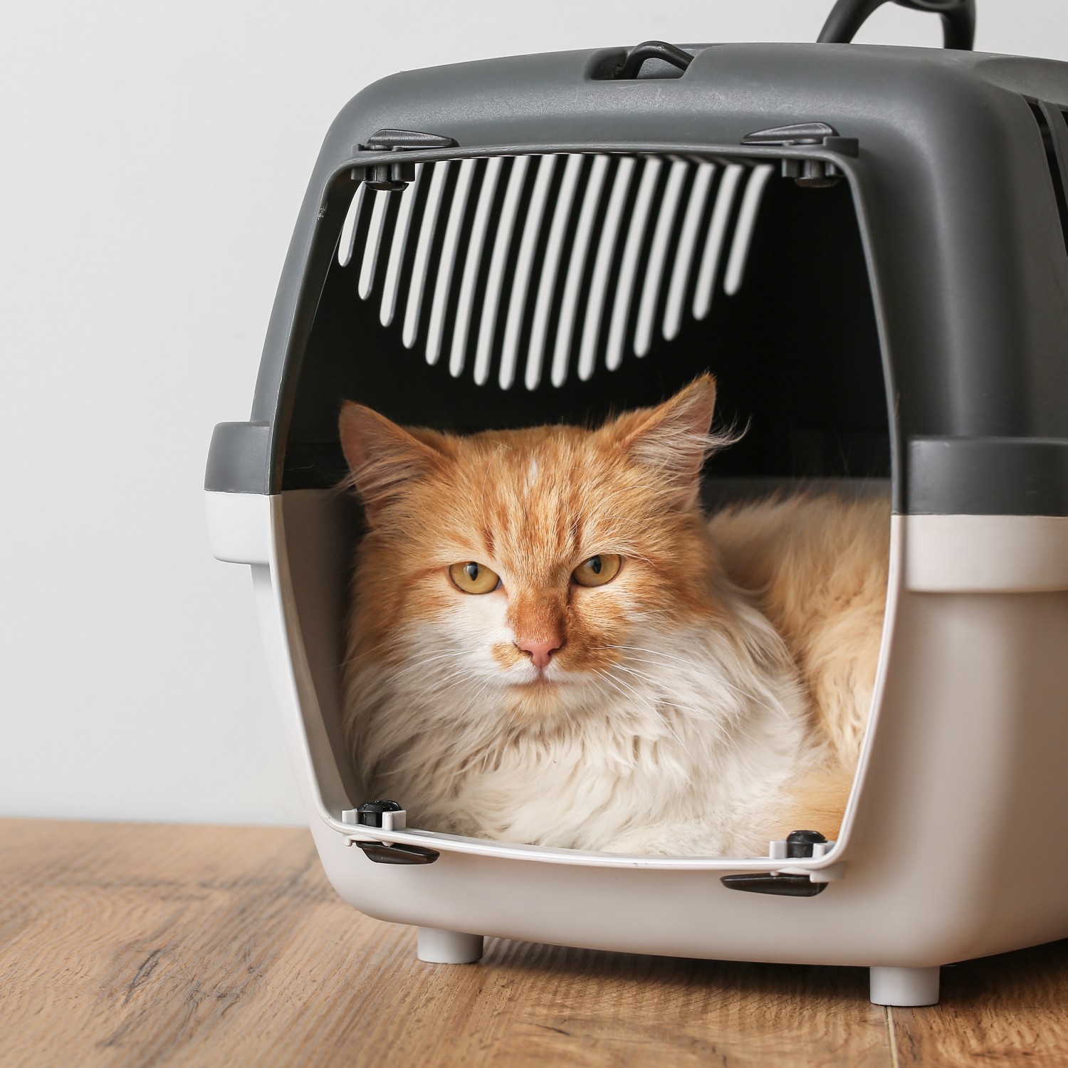 Cat in Carrier with Veterinarian